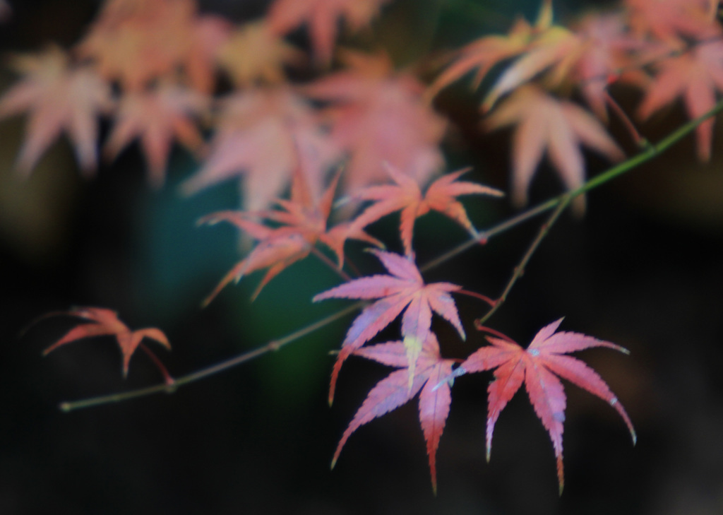もみじ