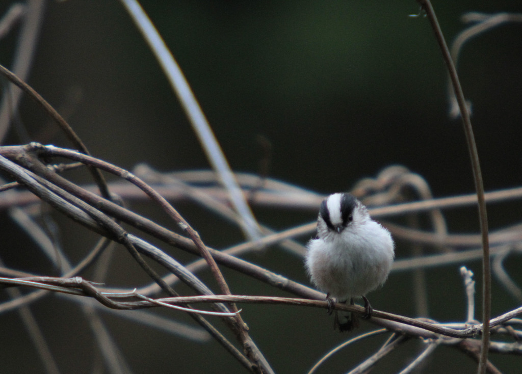 公園の野鳥、エナガ。