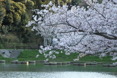 お花見　Ⅴ