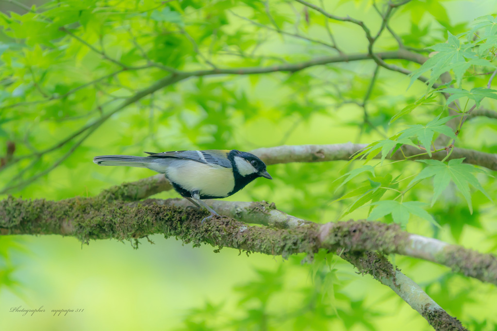 Parus minor