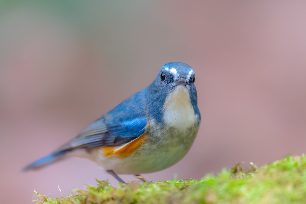 幸せの青い鳥