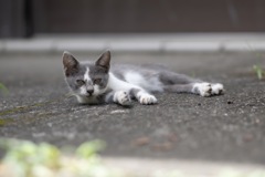 もう一人の、野良猫兄弟