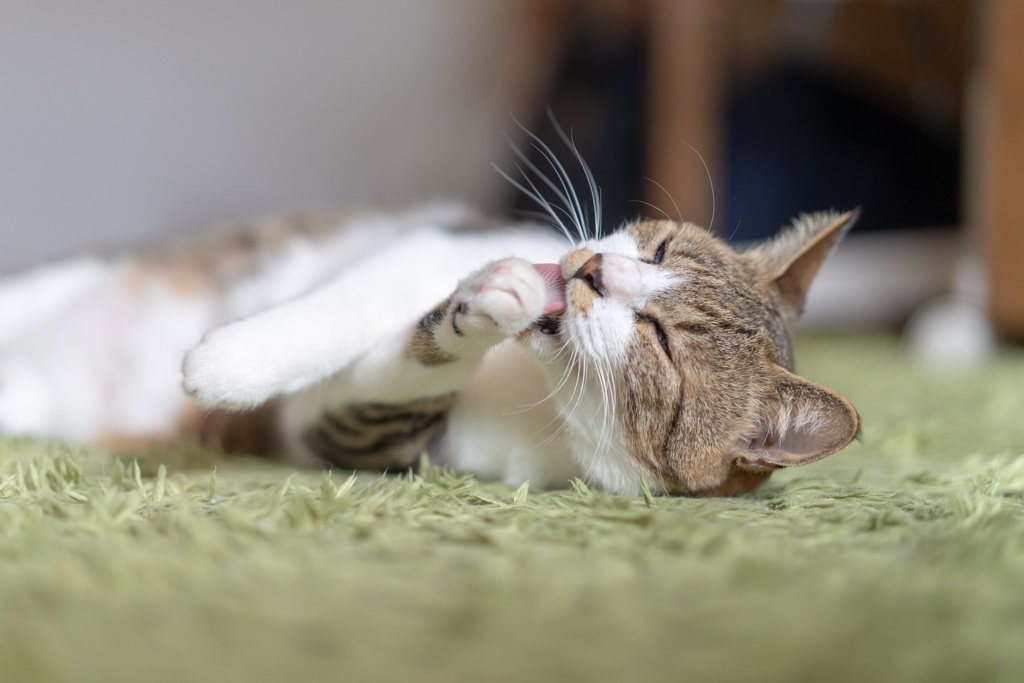 猫の生活