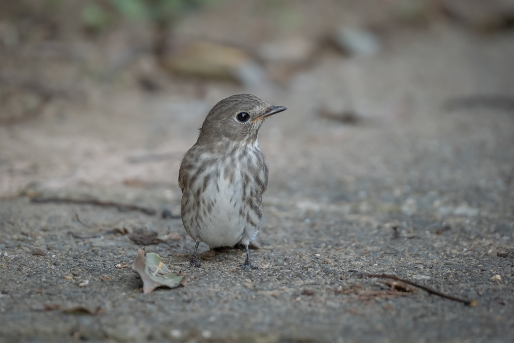 Muscicapa griseisticta