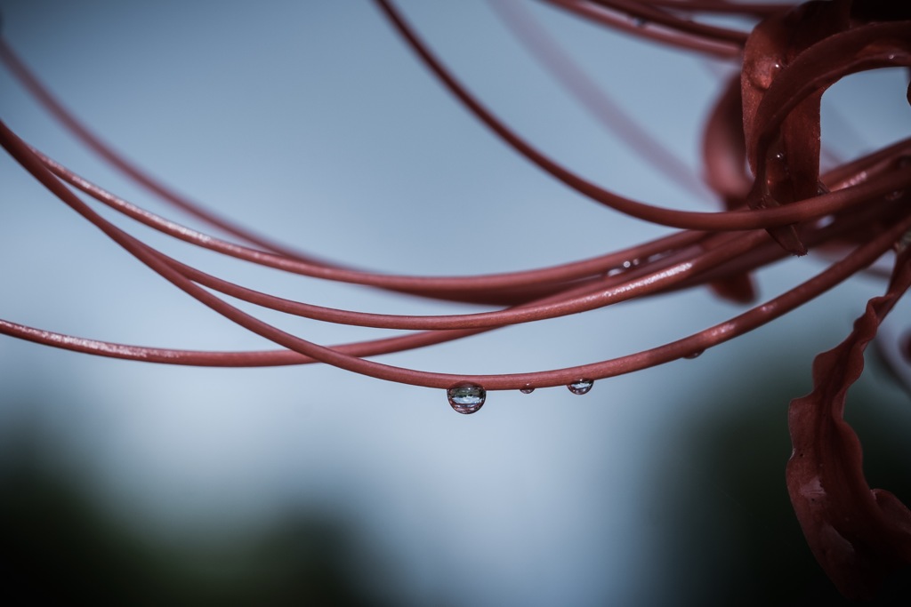 雨上がり。