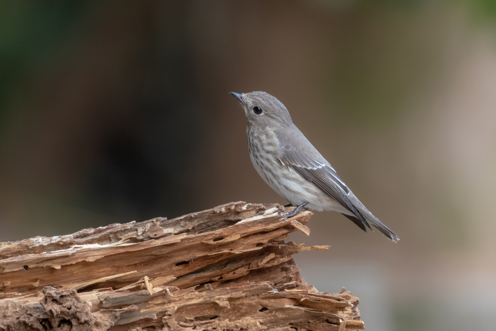 Muscicapa griseisticta