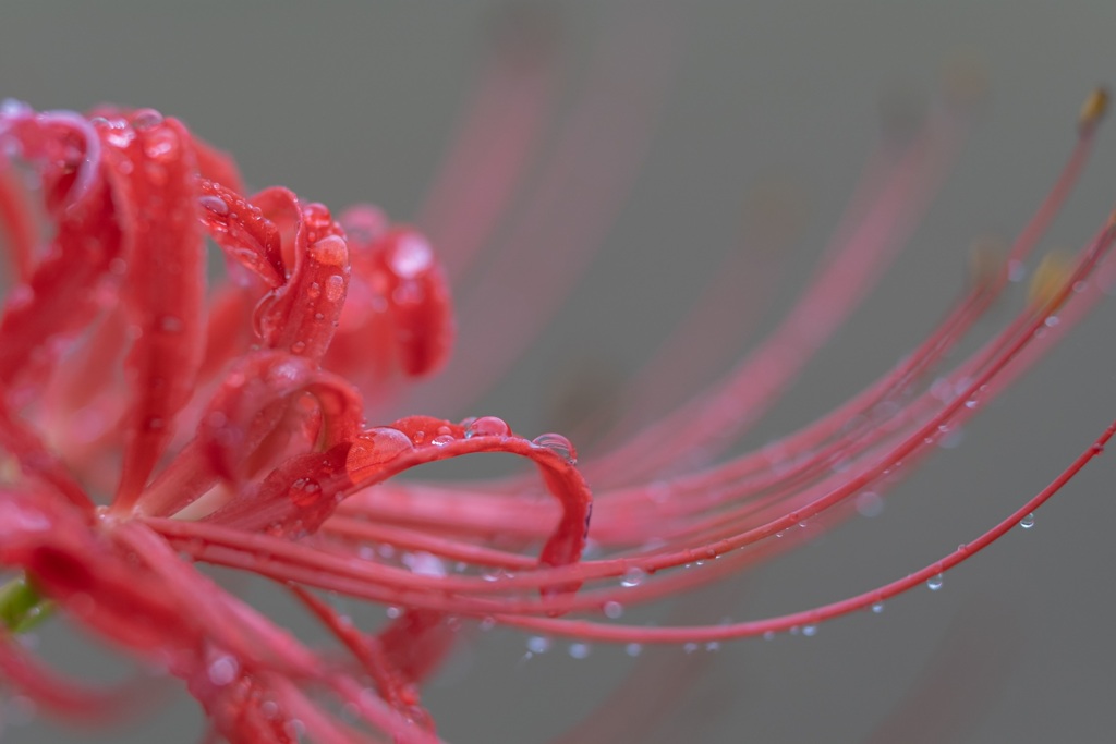 cluster amaryllis