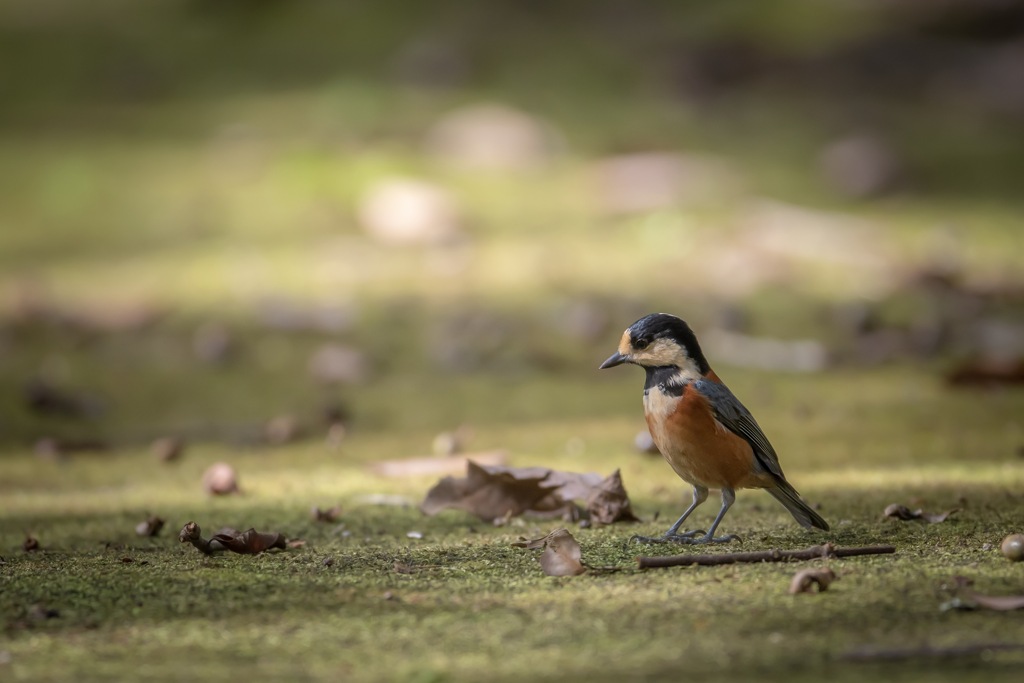 最近野鳥メインに