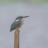 雨降る、カワセミの池。