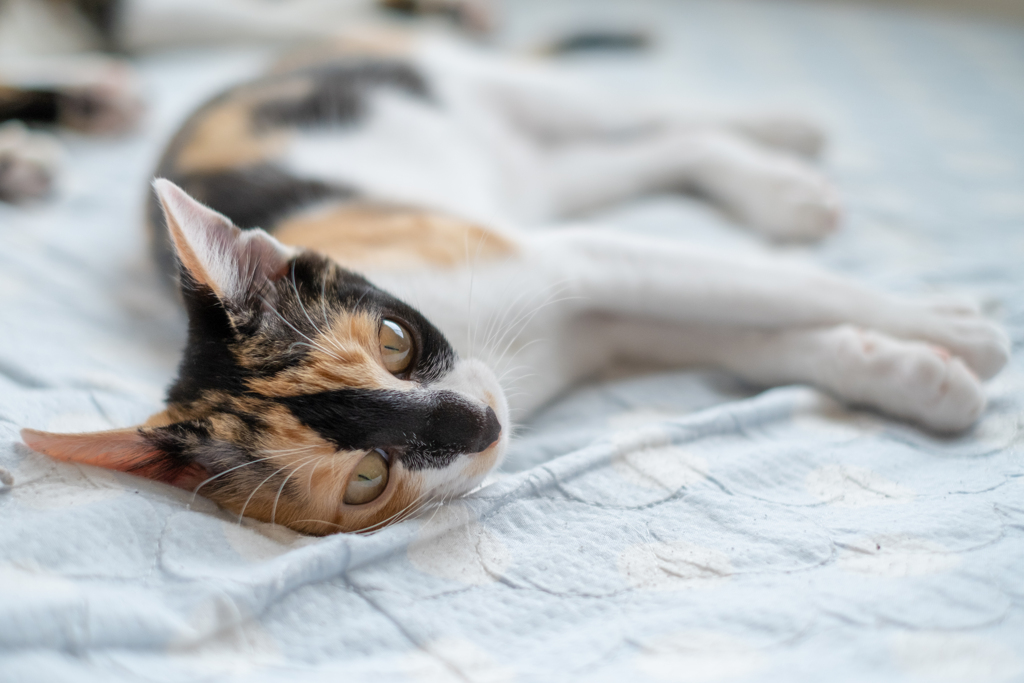 I love cats