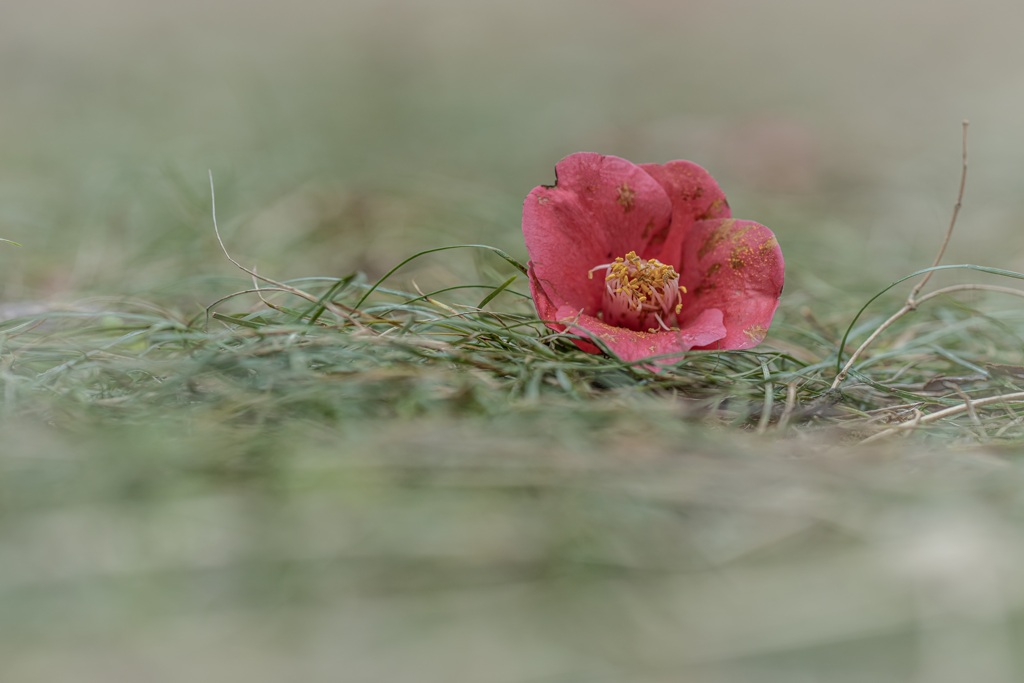 Fallen flower