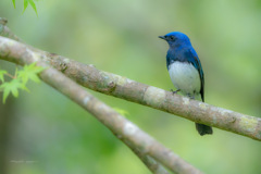 Cyanoptila cyanomelana