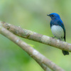 Cyanoptila cyanomelana