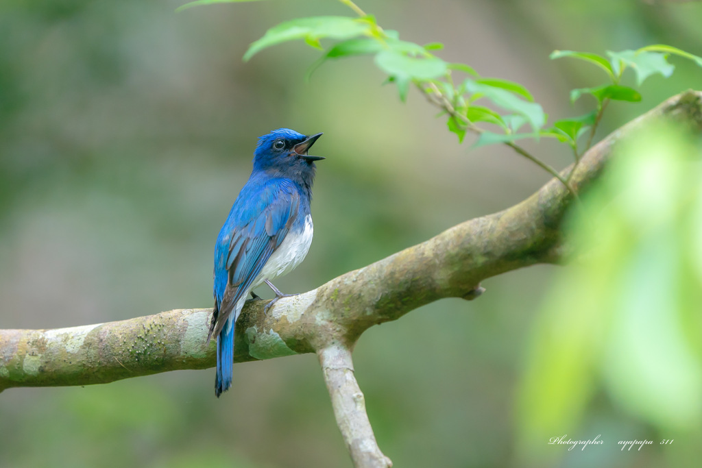 Cyanoptila cyanomelana