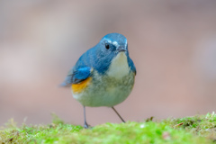 ルリビタキ