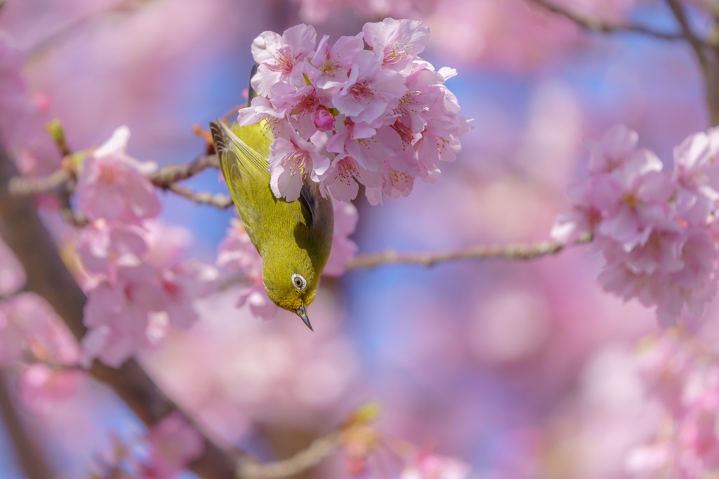 春は、もうそこまで。