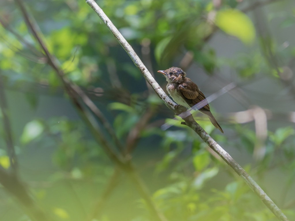 サンコウチョウの幼鳥