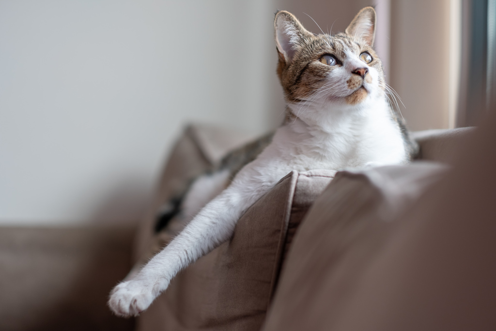 猫の休日