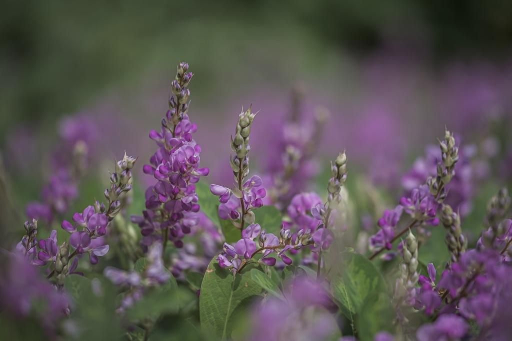 Flower garden