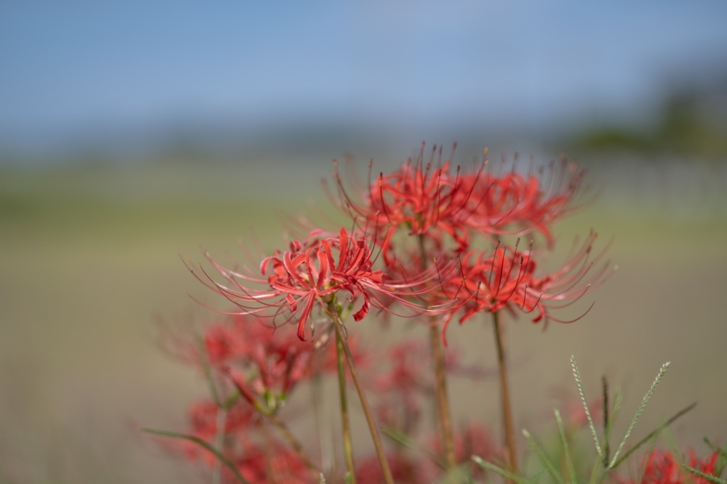 cluster amaryllis