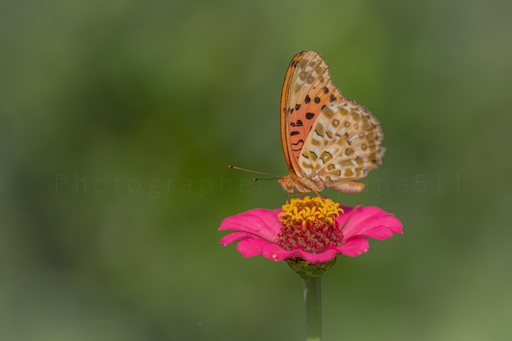 Butterfly and flower