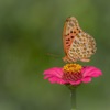 Butterfly and flower