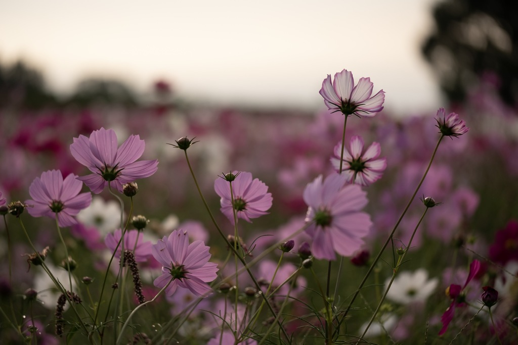 秋桜