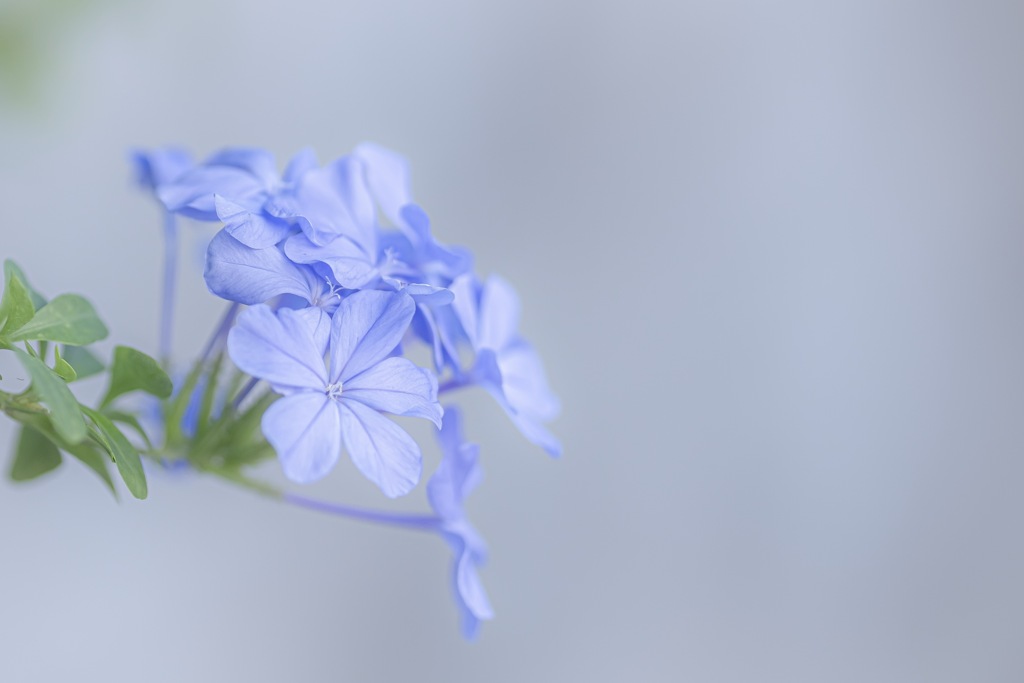 Purple flower