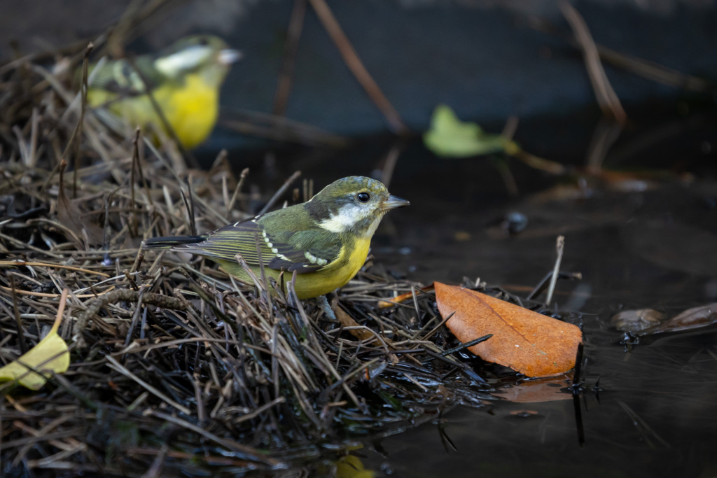 Yellow bellied tit
