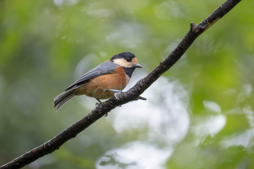 Parus varius