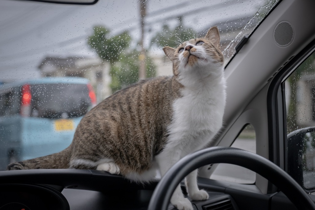 車が好きな猫