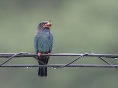 カナブンがよく似合う⤴︎