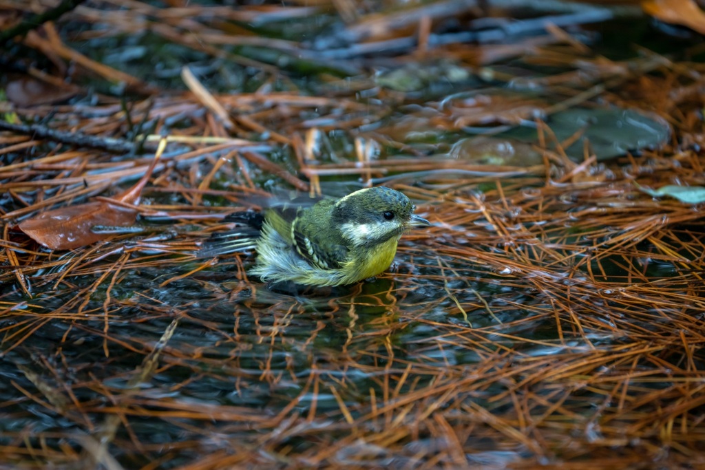 迷鳥。