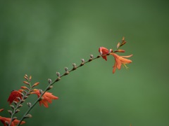 似合わず花を撮ってみた・・・