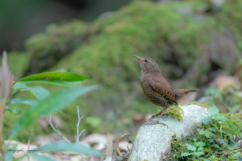 Troglodytes troglodytes