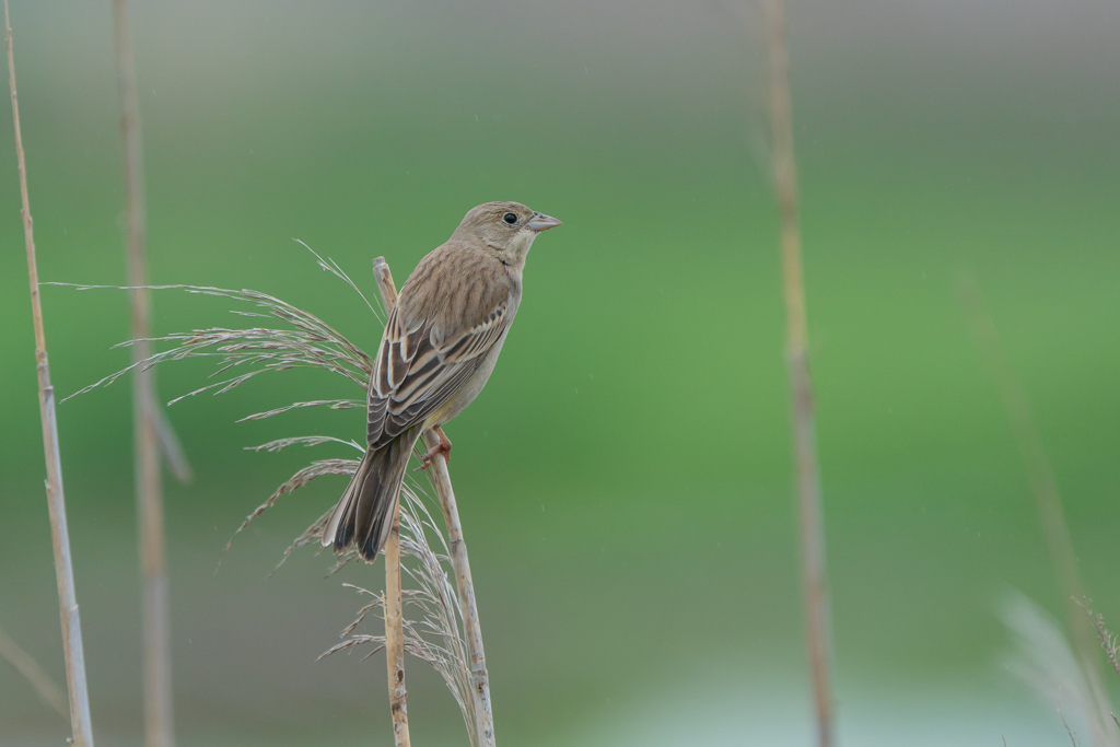 迷鳥に見えない、迷鳥。