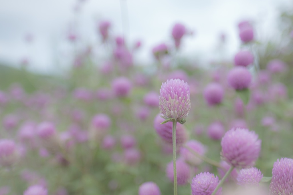 Countless flowers