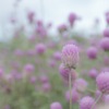Countless flowers
