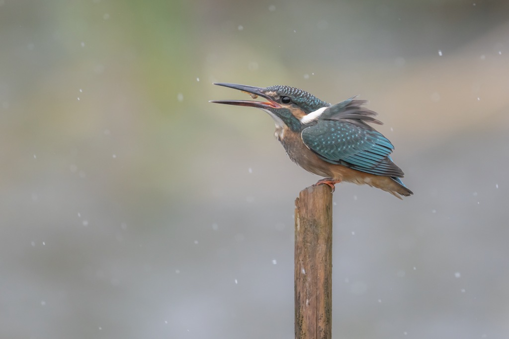 Kingfisher