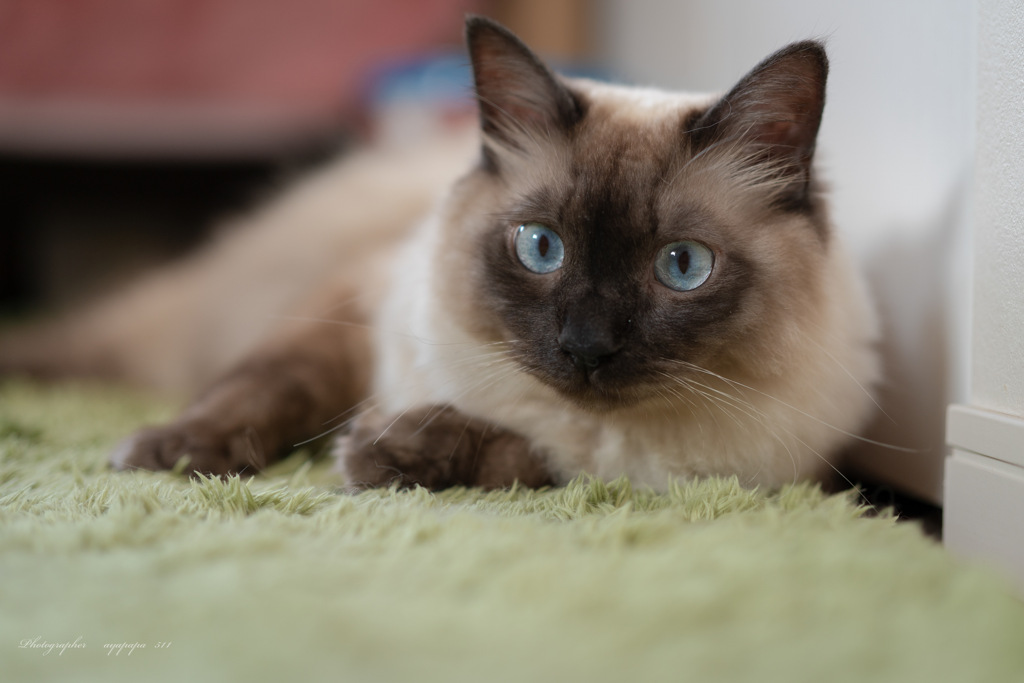 愛猫