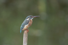 Kingfisher mother