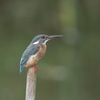 Kingfisher mother