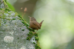 Troglodytes troglodytes