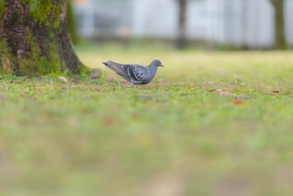 休日の公園で