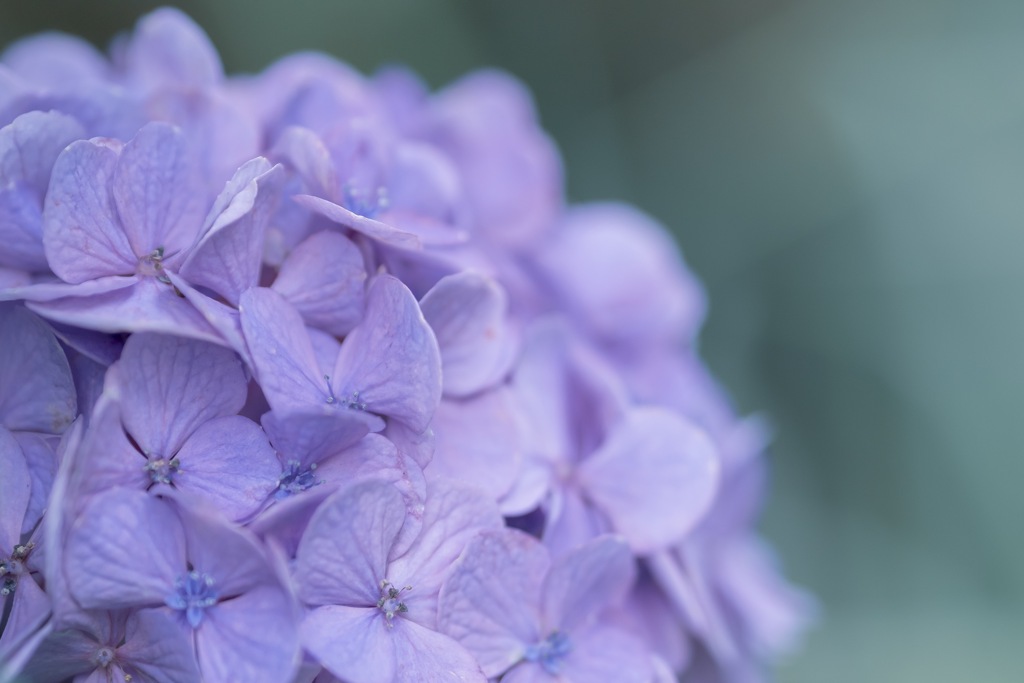 Hydrangea。