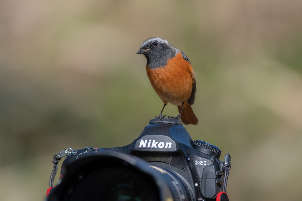 Nikon大好き！