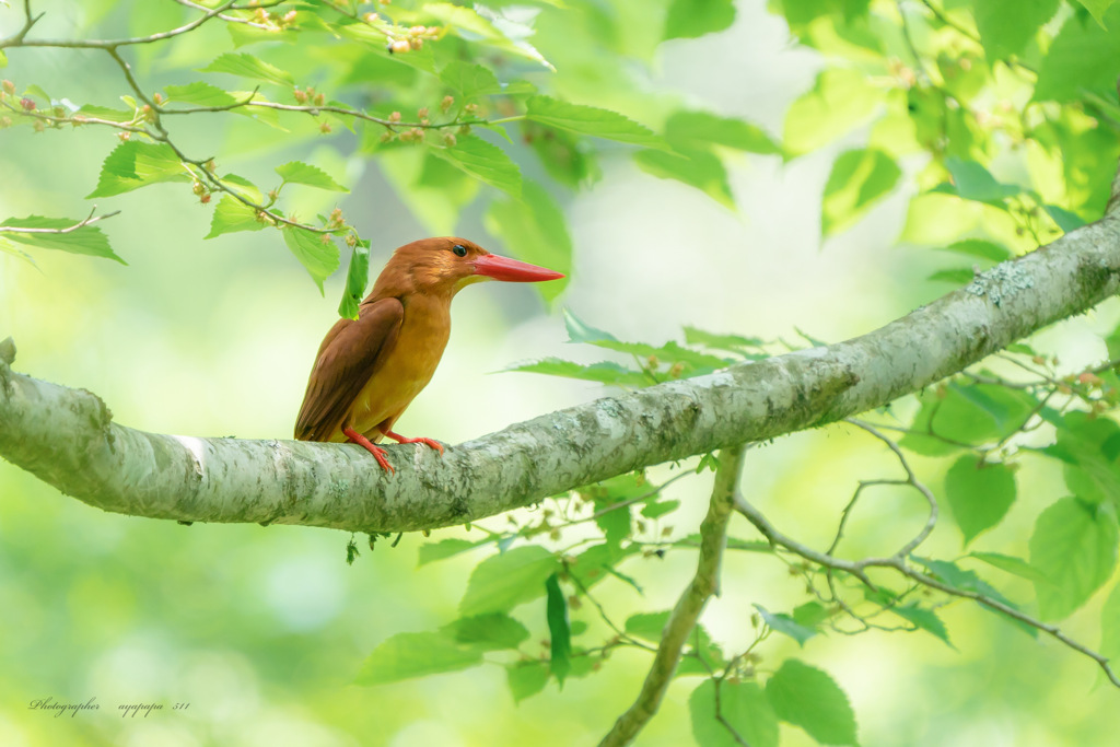 Andaman Kingfisher