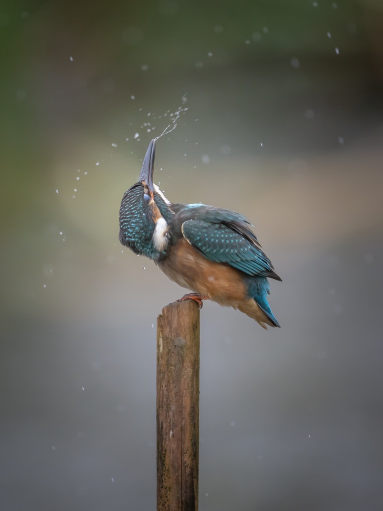 Kingfisher