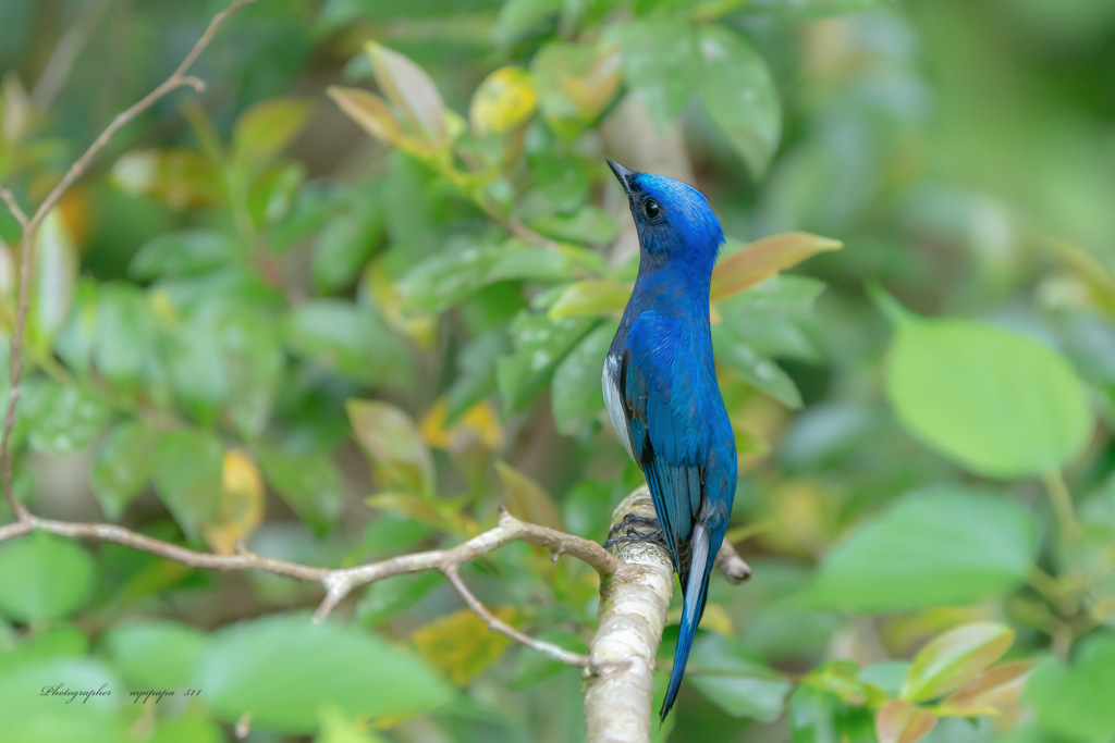 Cyanoptila cyanomelana