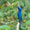 Cyanoptila cyanomelana